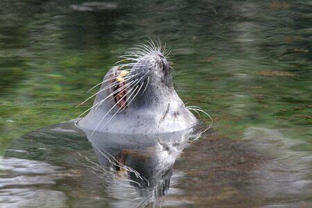 Wet animal world animal photo