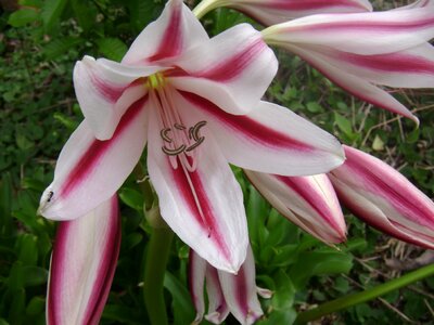 Pink white stripes photo