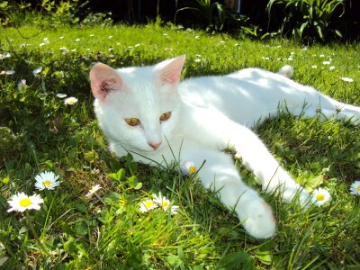White pet meadow
