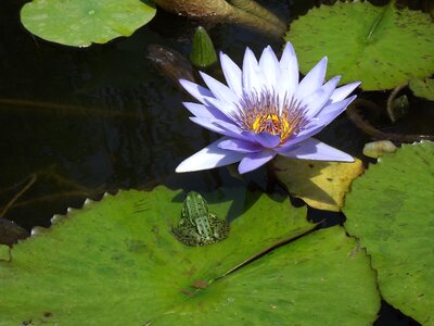 Water pond plant