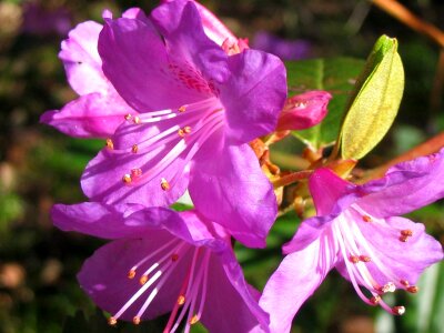 Close-up detail flora photo