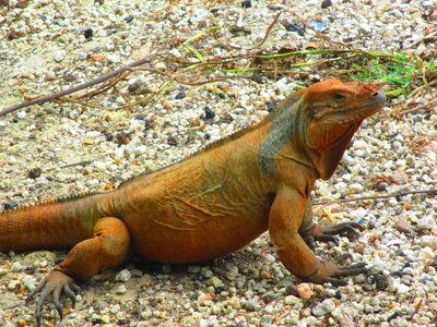 Rocks iguana reptile photo
