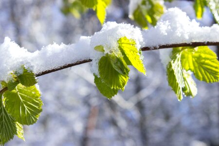 Branch leaves nature