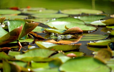 Amphibian animal aquatic