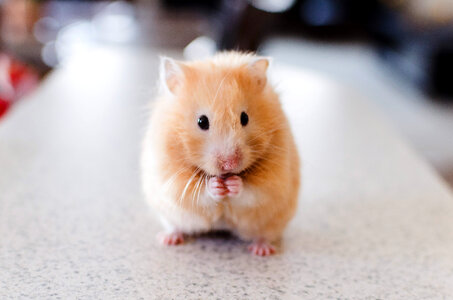 Hamster Standing Up photo