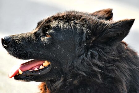 Black curl ear photo