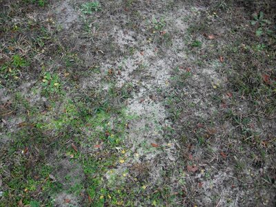 Grass Plants sand weeds
