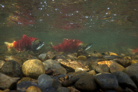 Sockeye Salmon-3 photo