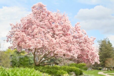 Blossom blooming springtime photo