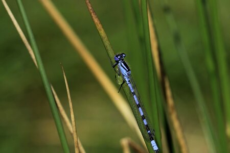 Animal arthropod bug