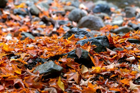 Autumn Season dry season ground photo