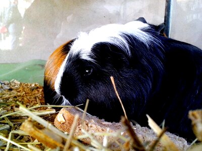 Guinea Pig Gvineja photo