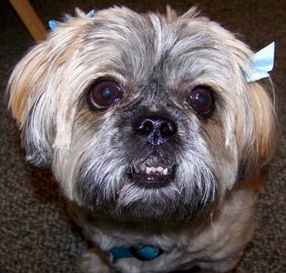 Doggy canine shih tzu photo