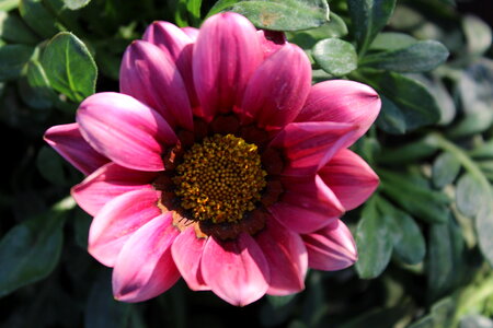 Pink Sunflower Type Flower photo