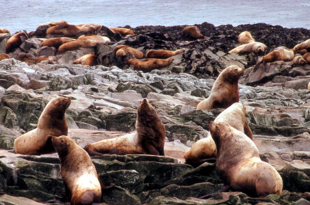Steller Sea Lions at Haulout photo