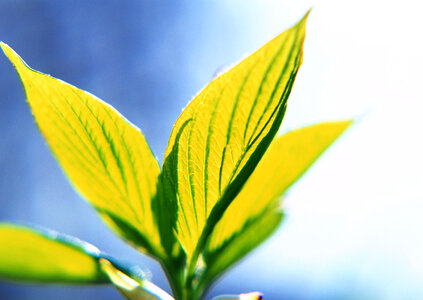 leaves at a plantation in the beams of sunlight. photo