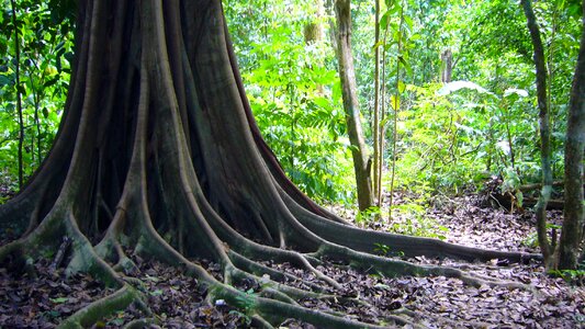 Forest trunk nature