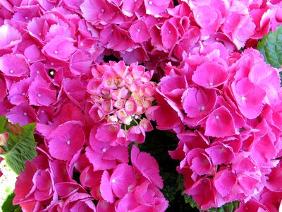Garden flowers plant