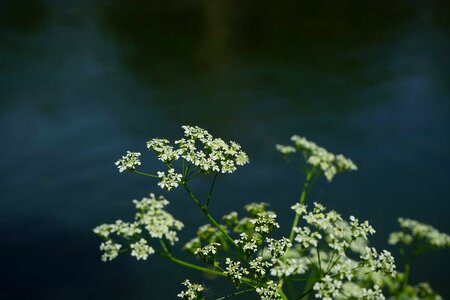 Beautiful Flowers biology blooming