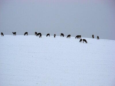 Hill animal wildlife