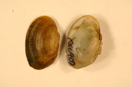 Epioblasma capsaeformis-1