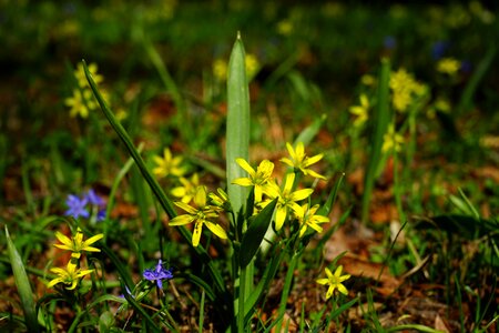 Bloom flower yellow photo