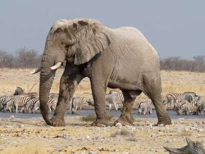 Elephant etosha namibia