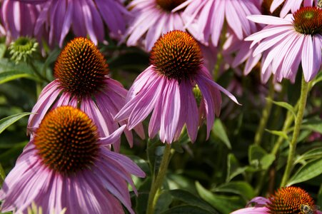 Flora pink plant