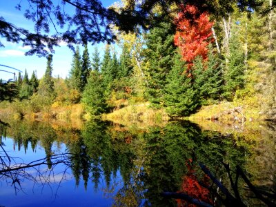 Fall leaves tree colorful photo