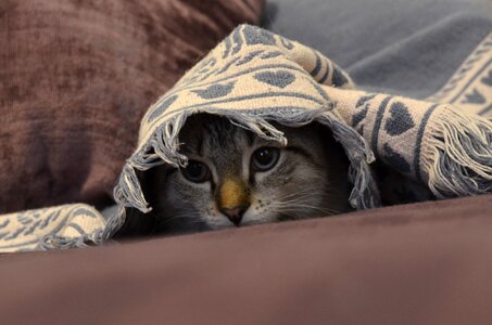 Pet feline kitty