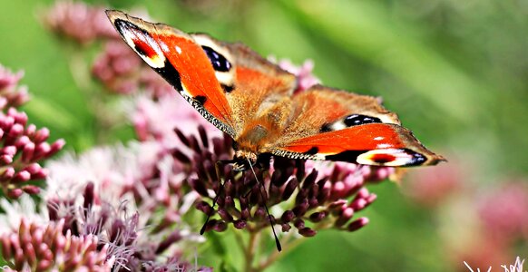 Animal arthropod beautiful flowers