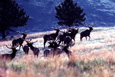 Elk in velvet photo