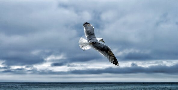 Shore bird soaring flying photo