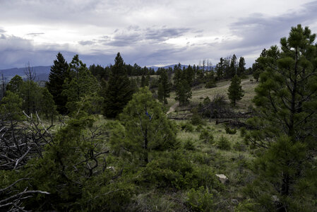 Forest Landscape with pine trees and trail in Helena, Montana photo