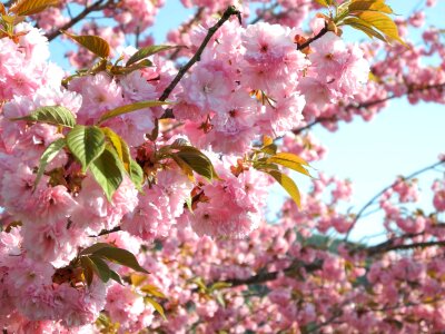 Yasukunidera japan floral