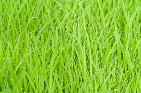Nature plant natural