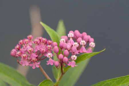 Swamp milkweed-1 photo