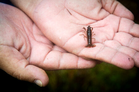 Panama City crayfish-1