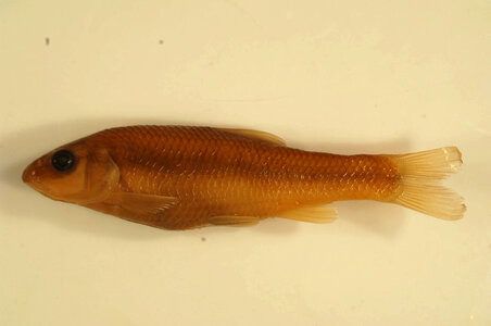 Nocomis leptocephalus-3
