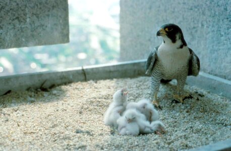 Bird Falco peregrinus falcon