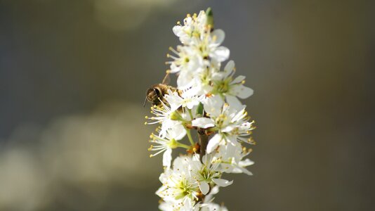 Blossom nature insect photo