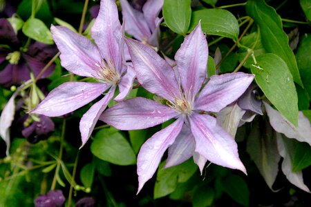 Purple violet lavender