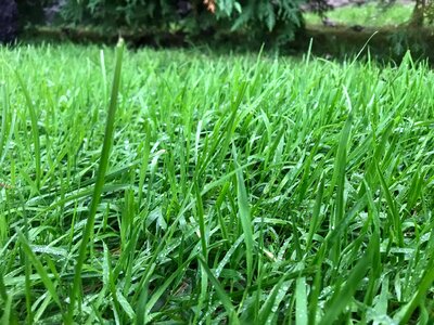 Water drops on fresh green grass photo