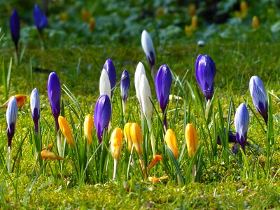 Violet blue bloom photo