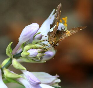 Insect wing wildlife