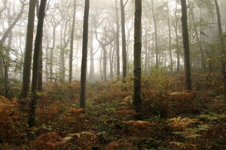 Ferns fog forest photo