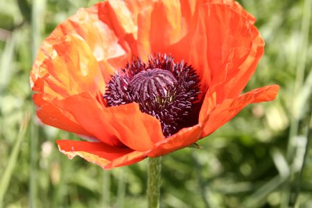 Close-up summer stamen