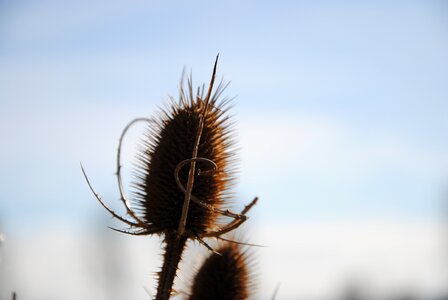 Prickly incomplete meadow