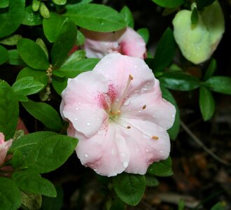 Pink light pink blooming photo