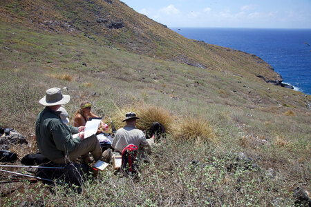 Nihoa Millerbird Translocation-2